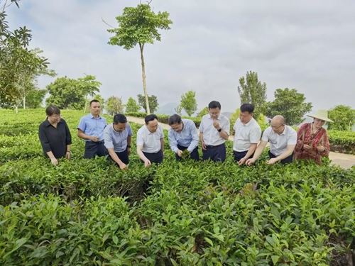 智库集结云南｜云山院与六院士共启茶产业高质量发展新篇章(图8)