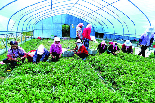 特色产业蓬勃发展 品牌建设成效显著：青海海东特色农业结硕果(图1)