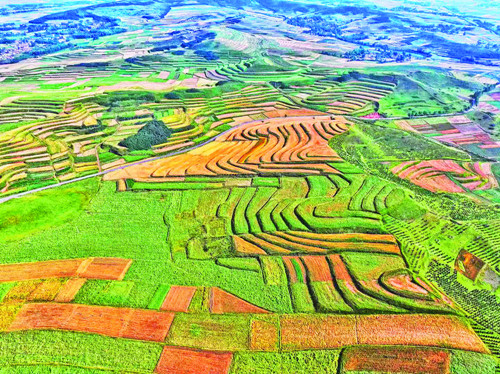 特色产业蓬勃发展 品牌建设成效显著：青海海东特色农业结硕果(图2)