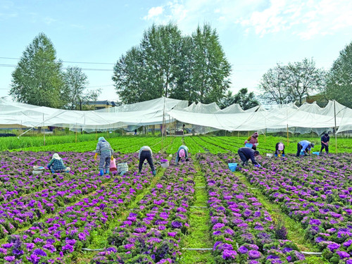 特色产业蓬勃发展 品牌建设成效显著：青海海东特色农业结硕果(图3)