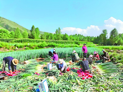 特色产业蓬勃发展 品牌建设成效显著：青海海东特色农业结硕果(图5)